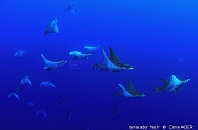 Mobula tarapacana diable de mer-Acores St Maria Ambrosio-8m-20170820-Denis-ADER-DSC_9564_tn_tn